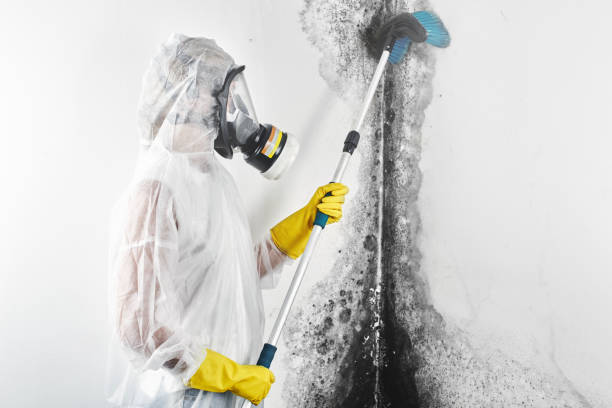 Biohazard Mold Removal in Itta Bena, MS