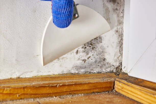 Best Biohazard Mold Removal  in Itta Bena, MS